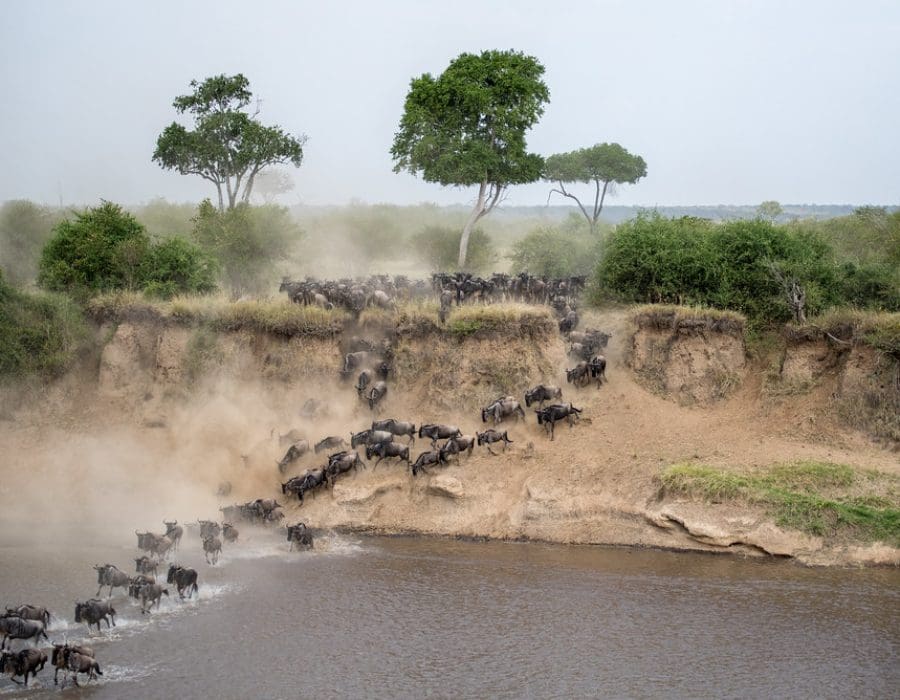 Wildebeest Migration in Kenya and Tanzania - Wildebeest Calving Season - Wildebeest Migration Safaris - Wildebeest Sightings