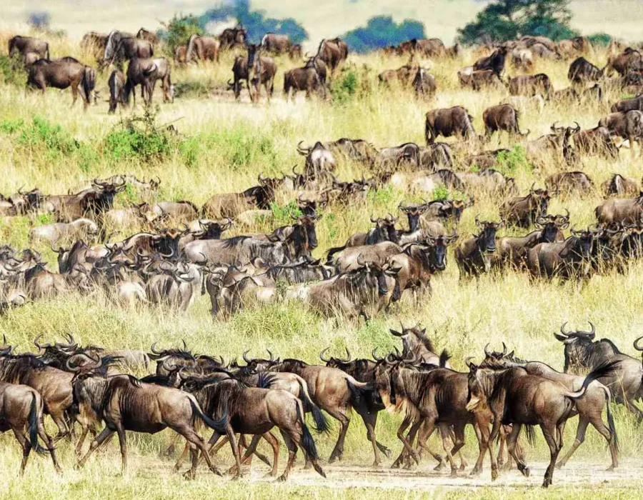 Detailed Serengeti Wildebeest Migration Map - Best Guide 2024