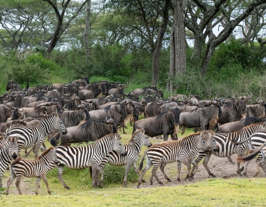 Wildebeest Migration in Kenya and Tanzania - Wildebeest Calving Season - Best Time for Wildebeest Migration - Wildebeest Migration Safaris - Wildebeest Sightings