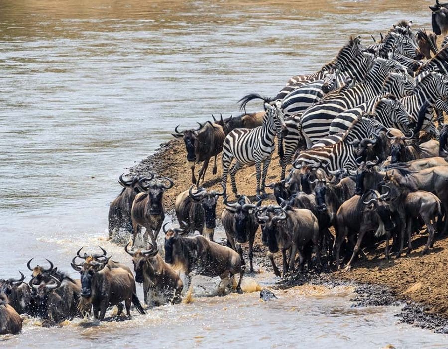 Wildebeest Migration and Crossings in Serengeti National Park