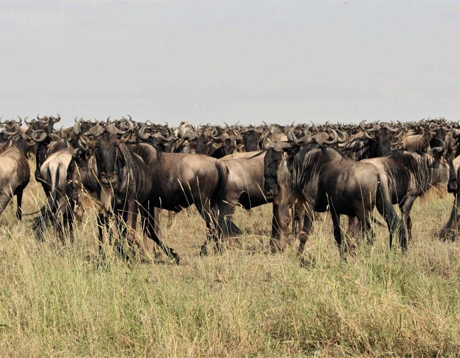 Wildebeest Migration in Kenya and Tanzania - Wildebeest Calving Season - Wildebeest Migration Safaris - Wildebeest Sightings