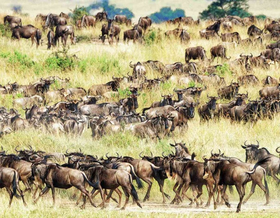 Wildebeest Migration in Kenya and Tanzania - Wildebeest Calving Season - Wildebeest Migration Safaris - Wildebeest Sightings