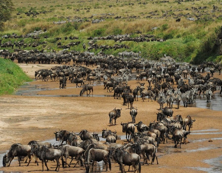 Wildebeest Migration - Wildebeest Crossings in Masai Mara and Serengeti - Wildebeest Sightings