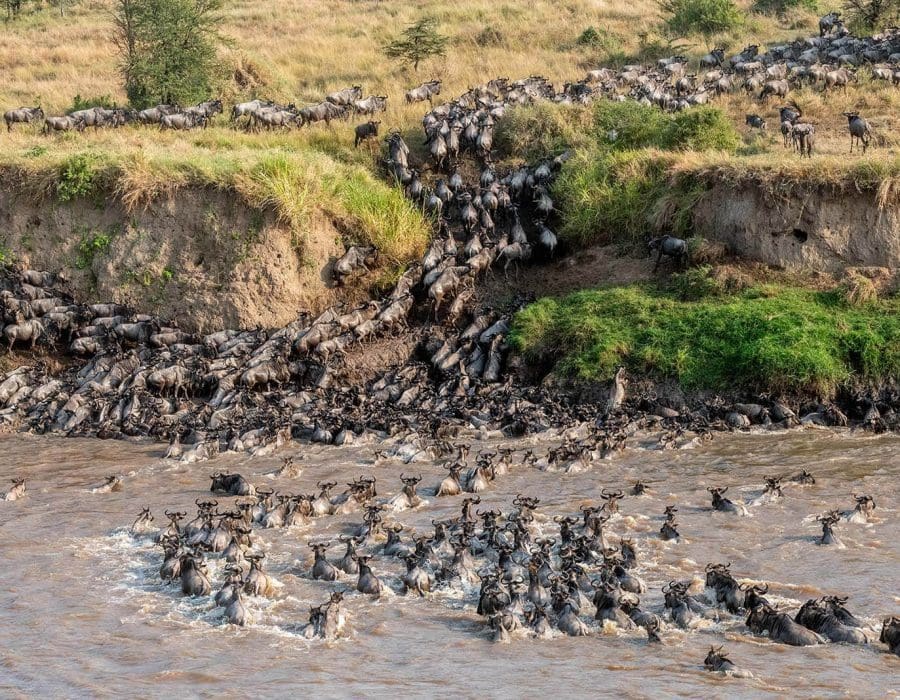 Wildebeest Migration in Kenya and Tanzania - Wildebeest Calving Season - Wildebeest Migration Safaris - Wildebeest Migration Crossings - Wildebeest Sightings